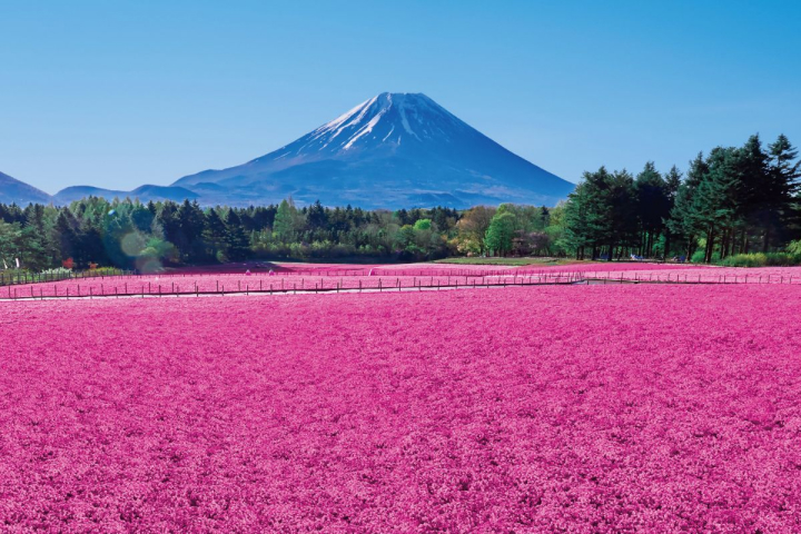 富士芝櫻祭