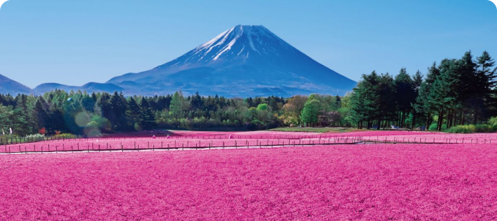 Fuji Shibazakura Festival