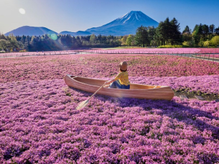 A Small Boat Sailing on a Sea of Pink