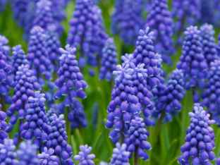 Hyacinths