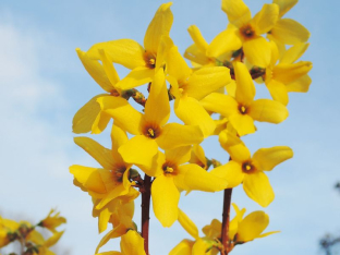 Forsythias