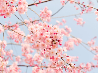 Cherry Blossoms