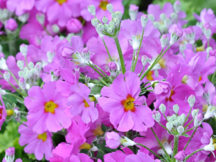 Siebold Primroses 