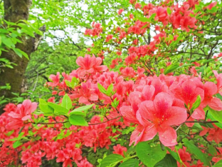 Torch Azaleas