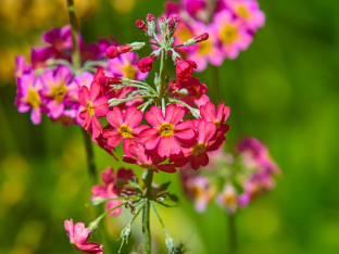 Japanese Primroses