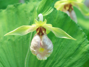 Japanese Cypripediums