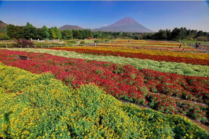 Rainbow flower Festival