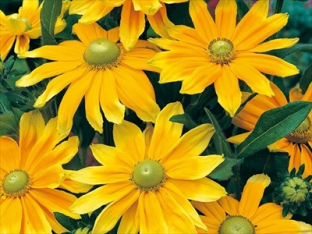 Rudbeckia Prairie Sun