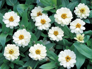 Zinnia profusion double white