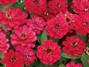 Zinnia profusion double hot cherry