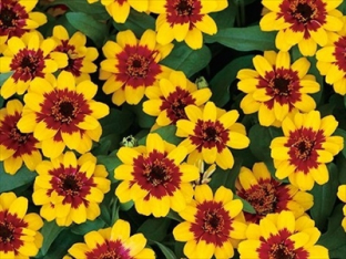 Zinnia profusion red and yellow bicolor