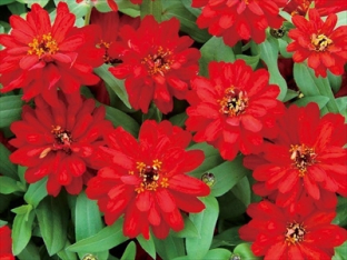 Zinnia profusion double red