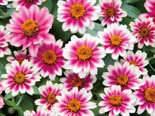 Zinnia profusion cherry bicolor