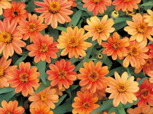 Zinnia profusion apricot