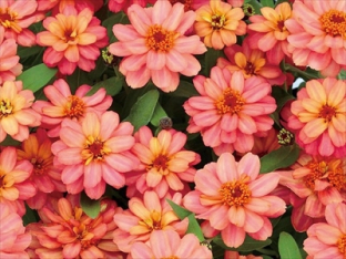 Zinnia profusion double deep salmon