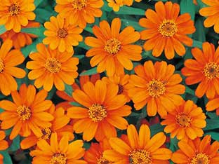 Zinnia profusion orange