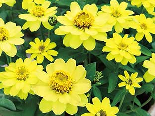 Zinnia profusion lemon