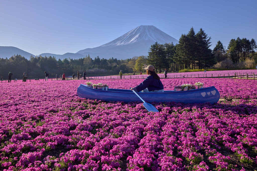 A Small Boat Sailing on a Sea of Pink