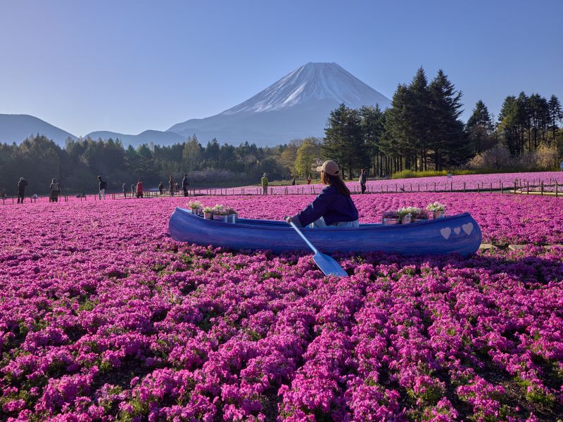 ピンクの海を旅する小舟