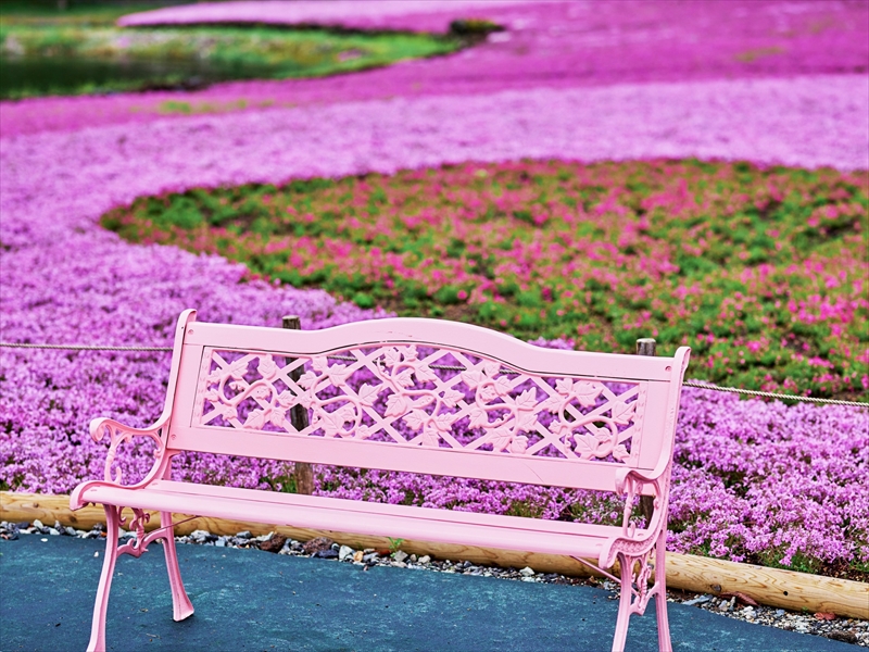 ピンクのベンチ