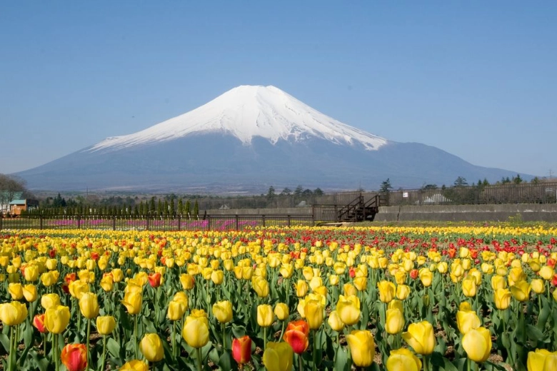 山中湖 花の都公園