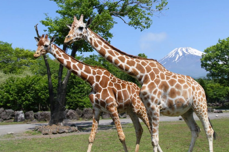 富士サファリパーク